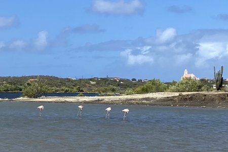 Flamingo&#039;s bij Sint Willibrordus